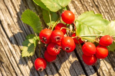 Bulanık fotoğraf, sığ alan derinliği. Hawthorn, küçük koyu kırmızı meyveleri olan dikenli bir çalıdır. Aslen kuzey ılıman bölgelerden, genellikle çitler için kullanılır.