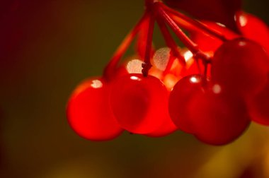 Bulanık fotoğraf, sığ alan derinliği. Sonbahar kırmızı viburnum, modern sınıflandırması moleküler filojene dayanır. Daha önce Honeysuckle ailesi Caprifoliaceae 'ye dahil edilmişti..