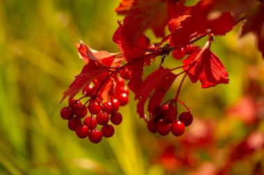 Bulanık fotoğraf, sığ alan derinliği. Sonbahar kırmızı viburnum, modern sınıflandırması moleküler filojene dayanır. Daha önce Honeysuckle ailesi Caprifoliaceae 'ye dahil edilmişti..