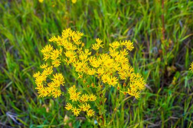 Sarı çiçekli şifalı bitkiler Hypericum, bitki ya da çalılık. Karakteristik sarı beş yapraklı ve çift oval yapraklı, çeşitli hastalıkların tedavisinde kullanılan tedavi amaçlı.