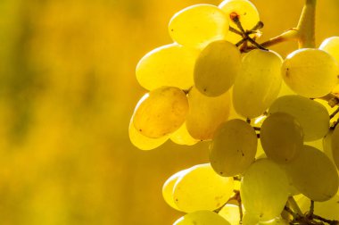 Üzüm, üzüm gibi taze yenebilir ya da şarap, reçel, meyve suyu, reçel, üzüm tohumu özü, kuru üzüm, sirke ve üzüm tohumu yağı yapımında kullanılabilir. Üzümler iklimlendirilmemiş bir meyve türüdür.