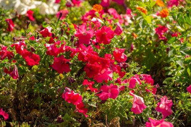 Petunia Güney Amerika kökenlidir. Aynı isimde popüler bir çiçek, Tupi dilinde tütün anlamına gelen petun sözcüğünü alan Fransızlardan geliyordu - guarani