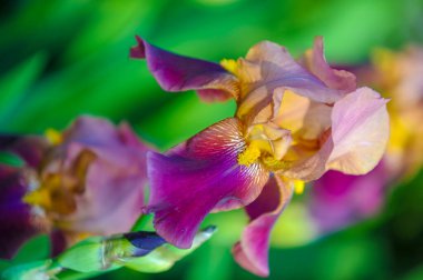 Iris 'in hak ettiği kadar popüler, narin taç yaprakları, mayıs ve haziran aylarında yaprakları muhteşem kokulu çiçekleri ve kılıç şeklinde gri-yeşil yaprakların hayranları var.. 