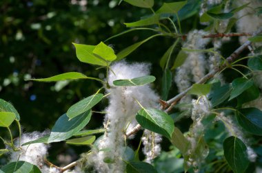 Poplar pofuduk alerjiler için suçlanamaz; sağlığa zarardan çok bir baş belasıdır. Kar yağışı yapacak. İdeal bir kentsel ağaç, diğer türlerden dört kat daha fazla karbondioksit emdi..