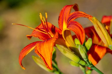 Lilium lancifolium - Çin, Japonya, Kore ve Rusya 'nın uzak doğusunda yetişiyor. Kuzey Amerika 'nın doğusunda pek çok dağınık yerde vatandaşlığa getirilen turuncu-siyah çiçeklerden oluşan süs bitkisi.