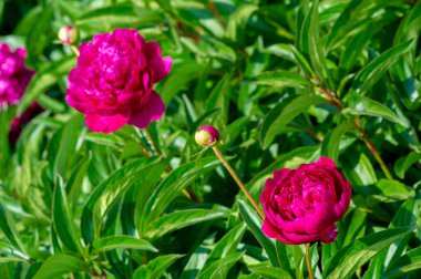 Şakayık ya da şakayık. Asya 'dan, Avrupa' dan ve Kuzey Amerika 'dan geliyorlar. Onlar ılıman bölgelerdeki en popüler bahçe bitkilerindendir. Onlar da büyük ölçekte kesilmiş çiçek olarak satılırlar.,
