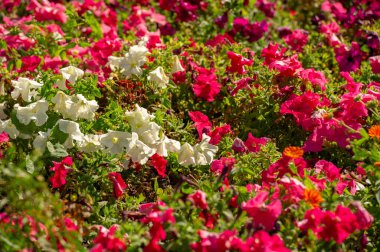 Petunia Güney Amerika kökenlidir. Aynı isimde popüler bir çiçek, Tupi dilinde tütün anlamına gelen petun sözcüğünü alan Fransızlardan geliyordu - guarani