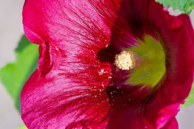 Mallow, yapraklı sebze şeklinde yenilebilir. Türkçe 'de Bégmeci olarak bilinen ağaç, Türkiye' de yaprakları bulgurla veya pirinçle doldurmak gibi çeşitli şekillerde sebze olarak kullanılır.