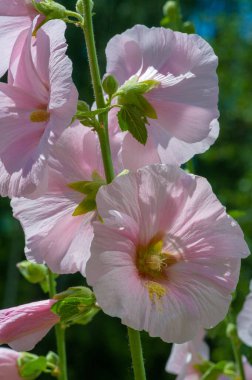 Mallow, yapraklı sebze şeklinde yenilebilir. Türkçe 'de Bégmeci olarak bilinen ağaç, Türkiye' de yaprakları bulgurla veya pirinçle doldurmak gibi çeşitli şekillerde sebze olarak kullanılır.