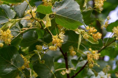 Kireç çiçekleri, nefis kokulu ıhlamur ağaçları yazın başında havayı koklarlar, bizi çağırırlar ve vücutları, akılları ve ruhları için yararlı özelliklerinin tadını çıkarırlar.. 