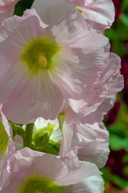 Mallow, yapraklı sebze şeklinde yenilebilir. Türkçe 'de Bégmeci olarak bilinen ağaç, Türkiye' de yaprakları bulgurla veya pirinçle doldurmak gibi çeşitli şekillerde sebze olarak kullanılır.
