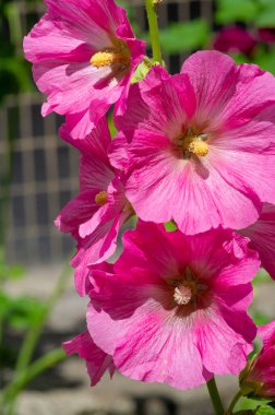 Mallow, yapraklı sebze şeklinde yenilebilir. Türkçe 'de Bégmeci olarak bilinen ağaç, Türkiye' de yaprakları bulgurla veya pirinçle doldurmak gibi çeşitli şekillerde sebze olarak kullanılır.