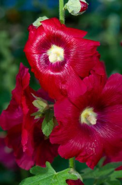 Mallow, yapraklı sebze şeklinde yenilebilir. Türkçe 'de Bégmeci olarak bilinen ağaç, Türkiye' de yaprakları bulgurla veya pirinçle doldurmak gibi çeşitli şekillerde sebze olarak kullanılır.