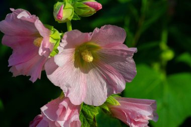 Mallow, yapraklı sebze şeklinde yenilebilir. Türkçe 'de Bégmeci olarak bilinen ağaç, Türkiye' de yaprakları bulgurla veya pirinçle doldurmak gibi çeşitli şekillerde sebze olarak kullanılır.