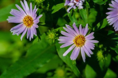 Aster alpinus (alp aster) - Kanada ve Amerika Birleşik Devletleri 'ne özgü bir alt türüyle Avrupa dağlarında (Alpler de dahil) yetişir. mor, pembe ya da mavi çiçeklere sahip olmak,