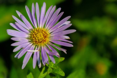 Aster alpinus (alp aster) - Kanada ve Amerika Birleşik Devletleri 'ne özgü bir alt türüyle Avrupa dağlarında (Alpler de dahil) yetişir. mor, pembe ya da mavi çiçeklere sahip olmak,