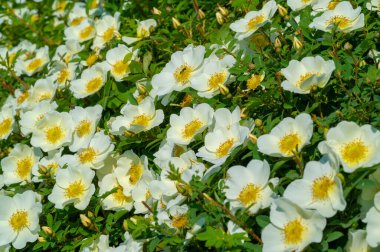 Rosa canina - Çiçekler genellikle büyük ve gösterişlidir, beyazdan sarıya ve kırmızıya. Türlerin çoğu Asya 'ya özgüdür ve Avrupa, Kuzey Amerika ve kuzeybatı Afrika' ya özgüdür..