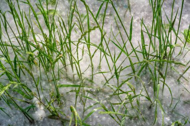 Poplar pofuduk alerjiler için suçlanamaz; sağlığa zarardan çok bir baş belasıdır. Kar yağışı yapacak. İdeal bir kentsel ağaç, diğer türlerden dört kat daha fazla karbondioksit emdi..