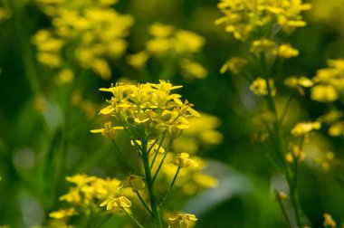 Doku, arkaplan, desen, tarlanın sığ derinliği, çayırdaki çimenler, tipik olarak dar yapraklı bitkilerden oluşan bitki örtüsü, çim ve çayırlarda yetiştirilen yabani veya ekili bitkiler.