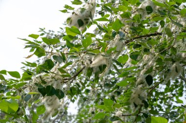 Poplar pofuduk alerjiler için suçlanamaz; sağlığa zarardan çok bir baş belasıdır. Kar yağışı yapacak. İdeal bir kentsel ağaç, diğer türlerden dört kat daha fazla karbondioksit emdi..