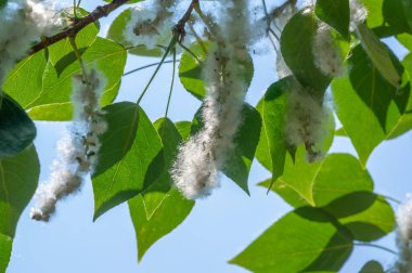 Poplar pofuduk alerjiler için suçlanamaz; sağlığa zarardan çok bir baş belasıdır. Kar yağışı yapacak. İdeal bir kentsel ağaç, diğer türlerden dört kat daha fazla karbondioksit emdi..
