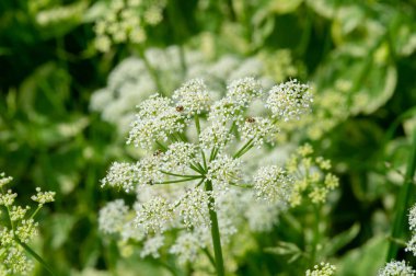 Doku, arkaplan, desen, tarlanın sığ derinliği, çayırdaki çimenler, tipik olarak dar yapraklı bitkilerden oluşan bitki örtüsü, çim ve çayırlarda yetiştirilen yabani veya ekili bitkiler.