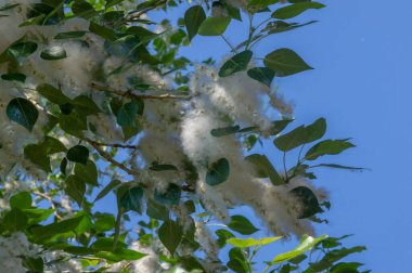 Poplar pofuduk alerjiler için suçlanamaz; sağlığa zarardan çok bir baş belasıdır. Kar yağışı yapacak. İdeal bir kentsel ağaç, diğer türlerden dört kat daha fazla karbondioksit emdi..