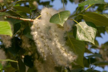Poplar pofuduk alerjiler için suçlanamaz; sağlığa zarardan çok bir baş belasıdır. Kar yağışı yapacak. İdeal bir kentsel ağaç, diğer türlerden dört kat daha fazla karbondioksit emdi..