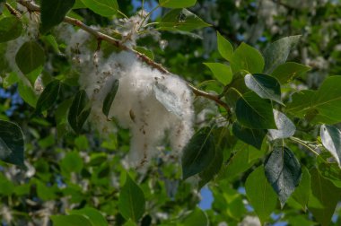 Poplar pofuduk alerjiler için suçlanamaz; sağlığa zarardan çok bir baş belasıdır. Kar yağışı yapacak. İdeal bir kentsel ağaç, diğer türlerden dört kat daha fazla karbondioksit emdi..