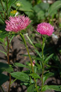 Astra ismi, bir çiçeğin baş şeklini simgeleyen 