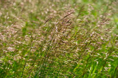 Doku, arkaplan, desen, tarlanın sığ derinliği, çayırdaki çimenler, tipik olarak dar yapraklı bitkilerden oluşan bitki örtüsü, çim ve çayırlarda yetiştirilen yabani veya ekili bitkiler.