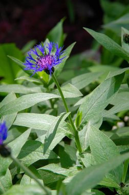 Centaurea üyeleri ekvatorun sadece kuzeyinde bulunur; Ortadoğu özellikle tür bakımından zengindir. Birleşik Devletler 'in batısında, sarı düdükler istilacı bir türdür..