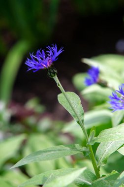 Centaurea üyeleri ekvatorun sadece kuzeyinde bulunur; Ortadoğu özellikle tür bakımından zengindir. Birleşik Devletler 'in batısında, sarı düdükler istilacı bir türdür..