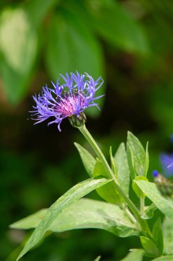 Centaurea üyeleri ekvatorun sadece kuzeyinde bulunur; Ortadoğu özellikle tür bakımından zengindir. Birleşik Devletler 'in batısında, sarı düdükler istilacı bir türdür..