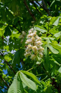 Aesculus cinsi, Buckeye ve at kestanesi olarak adlandırılan, sabunüzümü ve lychee familyasından 1319 tür çiçek açan bitkiden oluşur.