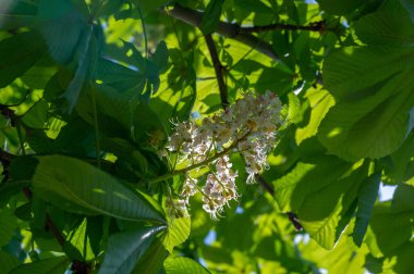 Aesculus cinsi, Buckeye ve at kestanesi olarak adlandırılan, sabunüzümü ve lychee familyasından 1319 tür çiçek açan bitkiden oluşur.