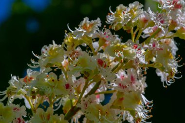 Aesculus cinsi, Buckeye ve at kestanesi olarak adlandırılan, sabunüzümü ve lychee familyasından 1319 tür çiçek açan bitkiden oluşur.