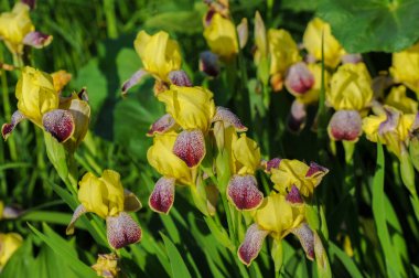 Iris 'in hak ettiği kadar popüler, narin taç yaprakları, mayıs ve haziran aylarında yaprakları muhteşem kokulu çiçekleri ve kılıç şeklinde gri-yeşil yaprakların hayranları var.. 
