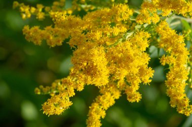 Solidago, genellikle altın çubuk olarak adlandırılır, bunların çoğu otlaklar, çayırlar ve savanalar gibi açık alanlarda bulunan otçul uzun ömürlü türlerdir. Çoğunlukla Kuzey Amerika 'dan geliyorlar, Meksika da dahil.