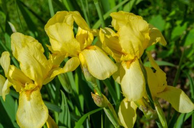 Iris 'in hak ettiği kadar popüler, narin taç yaprakları, mayıs ve haziran aylarında yaprakları muhteşem kokulu çiçekleri ve kılıç şeklinde gri-yeşil yaprakların hayranları var.. 