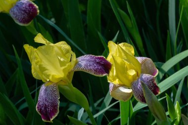 Iris 'in hak ettiği kadar popüler, narin taç yaprakları, mayıs ve haziran aylarında yaprakları muhteşem kokulu çiçekleri ve kılıç şeklinde gri-yeşil yaprakların hayranları var.. 