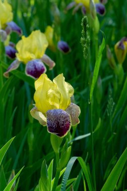 Iris 'in hak ettiği kadar popüler, narin taç yaprakları, mayıs ve haziran aylarında yaprakları muhteşem kokulu çiçekleri ve kılıç şeklinde gri-yeşil yaprakların hayranları var.. 