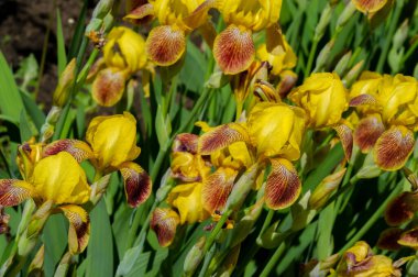 Iris 'in hak ettiği kadar popüler, narin taç yaprakları, mayıs ve haziran aylarında yaprakları muhteşem kokulu çiçekleri ve kılıç şeklinde gri-yeşil yaprakların hayranları var.. 