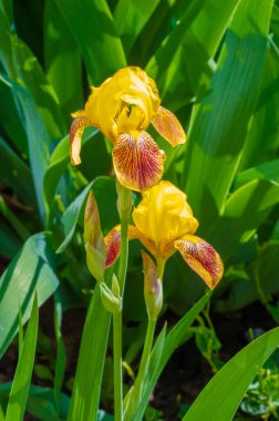Iris 'in hak ettiği kadar popüler, narin taç yaprakları, mayıs ve haziran aylarında yaprakları muhteşem kokulu çiçekleri ve kılıç şeklinde gri-yeşil yaprakların hayranları var.. 