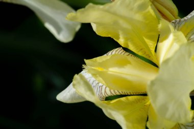Iris 'in hak ettiği kadar popüler, narin taç yaprakları, mayıs ve haziran aylarında yaprakları muhteşem kokulu çiçekleri ve kılıç şeklinde gri-yeşil yaprakların hayranları var.. 