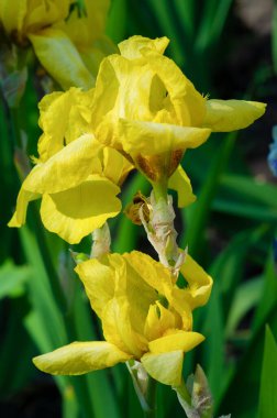 Iris 'in hak ettiği kadar popüler, narin taç yaprakları, mayıs ve haziran aylarında yaprakları muhteşem kokulu çiçekleri ve kılıç şeklinde gri-yeşil yaprakların hayranları var.. 