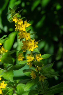 Lysimachia 'nın sık sık sarı çiçekleri olur ve dinç bir şekilde büyür. Kabileye, antik Sicilya kralı Lysimachus 'un adını vermişler. Klanın bir üyesini besleyerek deli boğaya güven verdiği söylenir.
