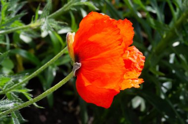 Papaver somniferum, afyon veya haşhaş olarak da bilinen, afyon ve haşhaşın geldiği ve bahçelerde yetişen değerli bir süs bitkisidir..