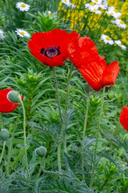 Papaver somniferum, afyon veya haşhaş olarak da bilinen, afyon ve haşhaşın geldiği ve bahçelerde yetişen değerli bir süs bitkisidir..