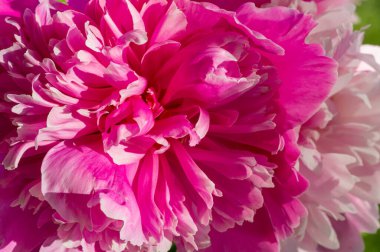 Şakayık ya da şakayık. Asya 'dan, Avrupa' dan ve Kuzey Amerika 'dan geliyorlar. Onlar ılıman bölgelerdeki en popüler bahçe bitkilerindendir. Onlar da büyük ölçekte kesilmiş çiçek olarak satılırlar.,